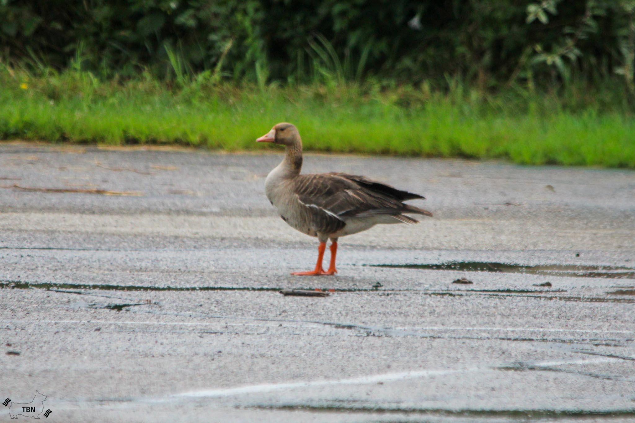 Greater White-Fronted Goose
